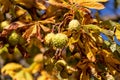 Close-up of ripe horse chestnuts on a tree in autumn
