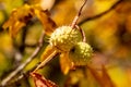 Close-up of ripe horse chestnuts on a tree in autumn