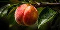 close-up of a ripe juicy peach hanging from a tree three generative AI