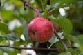 Close up of ripe and juicy royal gala apple on a branch with green leaves Royalty Free Stock Photo