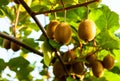 Close-up of ripe kiwi fruit on the bushes. Italy agritourism