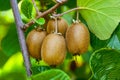 Close-up of ripe kiwi fruit on the bushes. Italy agritourism