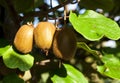 Close-up of ripe kiwi fruit on the bushes. Italy agritourism Royalty Free Stock Photo
