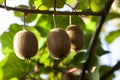 Close-up of ripe kiwi fruit on the bushes. Italy agritourism