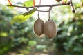 Close-up of ripe kiwi fruit on the bushes. Italy agritourism Royalty Free Stock Photo