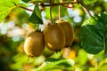 Close-up of ripe kiwi fruit on the bushes. Italy agritourism