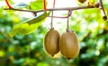 Close-up of ripe kiwi fruit on the bushes. Italy agritourism