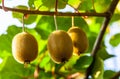 Close-up of ripe kiwi fruit on the bushes. Italy agritourism