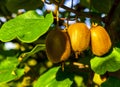Close-up of ripe kiwi fruit on the bushes. Italy agritourism Royalty Free Stock Photo