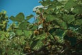 Close-up of ripe kiwi fruits stuck to leafy branch Royalty Free Stock Photo