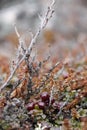 Close-up of ripe low-bush cranberries or lingonberries found on the arctic tundra