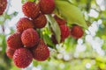 Close up ripe lychee fruits on tree in the plantation,Thailand