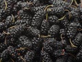 The close-up of ripe mulberry fruit Royalty Free Stock Photo