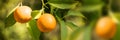 Close up of ripe oranges growing on a tree in winter panoramic background Royalty Free Stock Photo