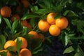 ripe oranges hanging from a tree with green leaves in the background. Generative AI Royalty Free Stock Photo