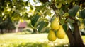 Ripe Pears Hanging from a Tree Branch