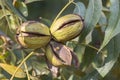 Close up of a ripe pecan nut Carya illinoinensis on the tree