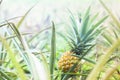 Close-up ripe pineapple fruit in plantation. Tropical pineapple Royalty Free Stock Photo