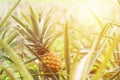 Close-up ripe pineapple fruit in plantation. Tropical pineapple Royalty Free Stock Photo