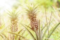 Close-up ripe pineapple fruit in plantation. Tropical pineapple