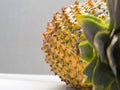 Close-up of ripe pineapple peel with stiff green leaves in the foreground.