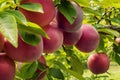 Close-up of ripe plums in organic orchard garden Royalty Free Stock Photo