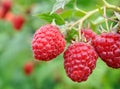 close-up of raspberry branch in the garden Royalty Free Stock Photo