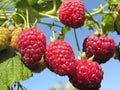 close-up of raspberry branch in the garden Royalty Free Stock Photo