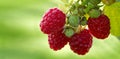 Close-up of the ripe raspberry in the fruit garden. Royalty Free Stock Photo