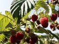 Close-up of the ripe raspberry in the fruit garden Royalty Free Stock Photo