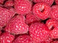 Close-up of ripe raspberry fruits gathered in a heap in daylight Royalty Free Stock Photo