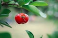 Close-up of ripe red acerola cherry fruit hanging from a branch on a tree. Royalty Free Stock Photo