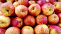 Close up ripe red apple collection Royalty Free Stock Photo