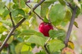 Close up of ripe red apple on tree branch in autumn Royalty Free Stock Photo