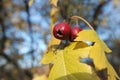 Close up of ripe red berries on branches of rose hips tree with golden leaves