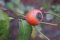 Close up of ripe red berries on branches of rose hips tree with golden leaves