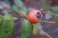 Close up of ripe red berries on branches of rose hips tree with golden leaves