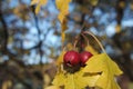 Close up of ripe red berries on branches of rose hips tree with golden leaves