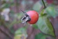 Close up of ripe red berries on branches of rose hips tree with golden leaves