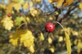 Close up of ripe red berries on branches of rose hips tree with golden leaves