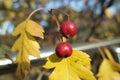 Close up of ripe red berries on branches of rose hips tree with golden leaves