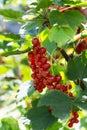 Close up of ripe red berries - red currant. Branch with berries.