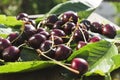 Close up of ripe red cherries on the green leaves. Fresh harvest of cherry