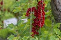 Close up of ripe red currant berries in orchard Royalty Free Stock Photo