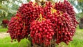 Close-up of ripe red dates hanging from a palm tree in a sunlit orchard Royalty Free Stock Photo