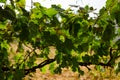 Close up of ripe red grapes on plant ready for harvest in autumn season with beautiful warm sunset light. concept of wine making Royalty Free Stock Photo