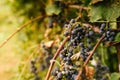 Close up of ripe red grapes on plant ready for harvest in autumn season with beautiful warm sunset light. concept of wine making Royalty Free Stock Photo