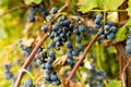 Close up of ripe red grapes on plant ready for harvest in autumn season with beautiful warm sunset light. concept of wine making Royalty Free Stock Photo