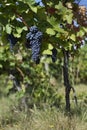 Close up of ripe red grapes ready for autumn harvest