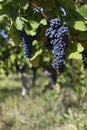 Close up of ripe red grapes ready for autumn harvest